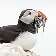 Atlantic Puffin with fish in mouth