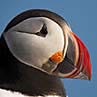 Atlantic Puffin