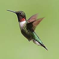 Ruby Throated Hummingbird ID