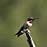 Ruby Throated Hummingbird tongue