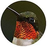 Ruby-throated Hummingbird close up