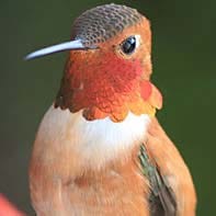 Rufous Hummingbird ID