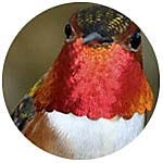 Rufous Hummingbird close up