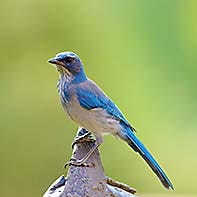 Western Scrub-Jay ID