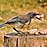 Western Scrub-Jay diet