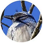 Western Scrub-Jay close up