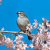 Chipping Sparrow diet