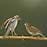 Chipping Sparrow female baby