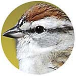 Chipping Sparrow close up