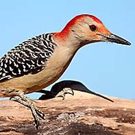 Red-Bellied Woodpecker ID