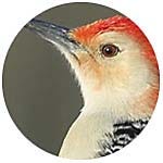 Red-bellied Woodpecker close up