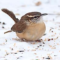 Carolina Wren diet