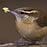 Carolina Wren diet