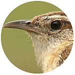 Carolina Wren close up