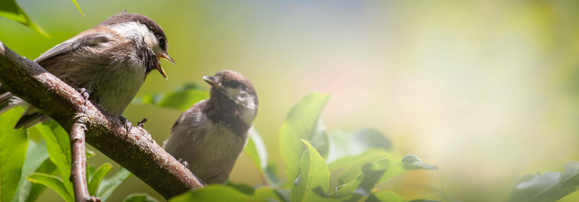 Two Birds Talking to Each Other