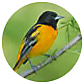 Baltimore oriole