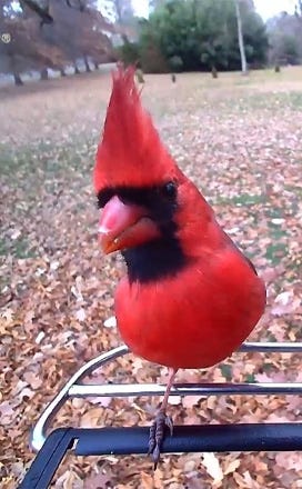 PP social media Bird image