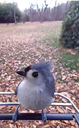 PP social media Bird image