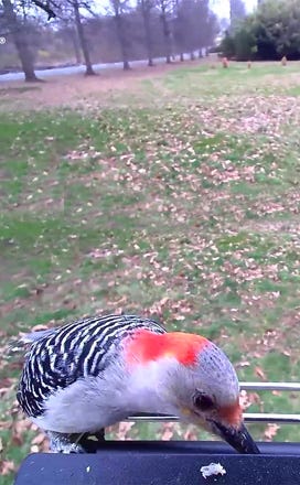 PP social media Bird image