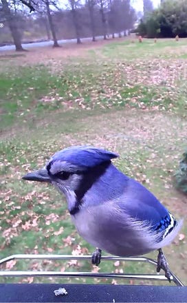 PP social media Bird image
