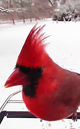 PP social media Bird image