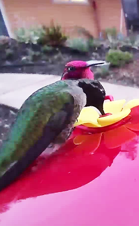 PP social media Bird image
