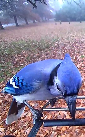PP social media Bird image