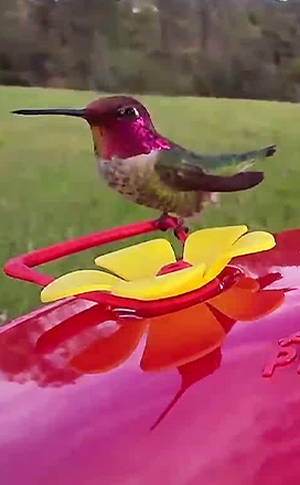 PP social media Bird image