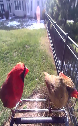 PP social media Bird image