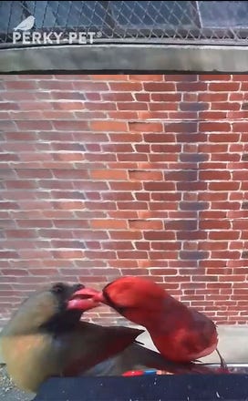 PP social media Bird image