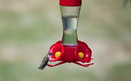 Hummingbird feeding from a Perky-Pet Feeder