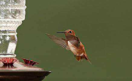 Hummingbird hovering near a feeder