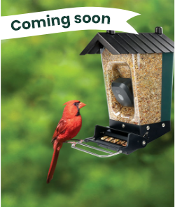 Smart Camera Bird Feeders