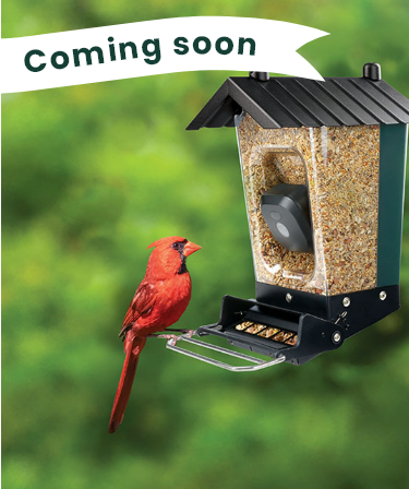 Smart Camera Bird Feeders