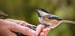 How Birds Survive in Winter Weather